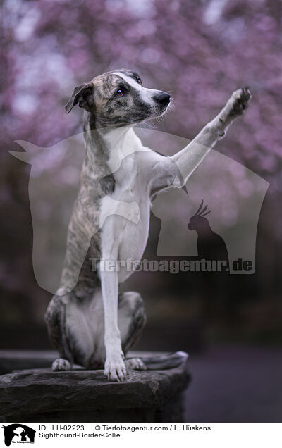 Whippet-Border-Collie / Sighthound-Border-Collie / LH-02223