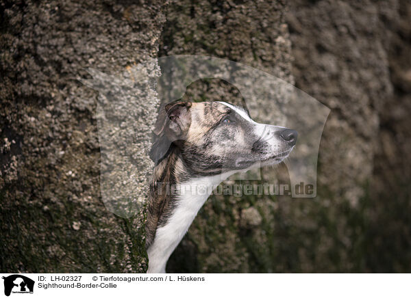 Whippet-Border-Collie / Sighthound-Border-Collie / LH-02327