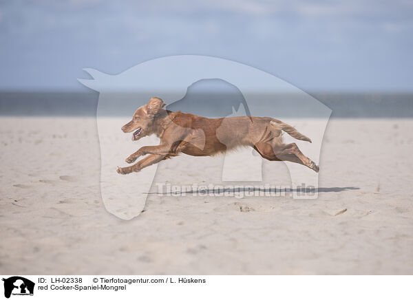 roter Cocker-Spaniel-Mischling / red Cocker-Spaniel-Mongrel / LH-02338