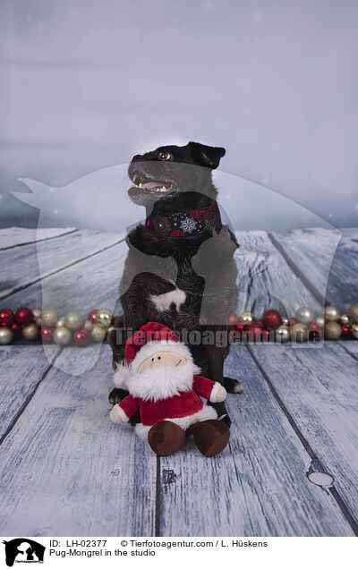 Mops-Mischling im Studio / Pug-Mongrel in the studio / LH-02377