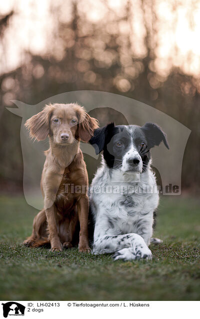 2 Hunde / 2 dogs / LH-02413