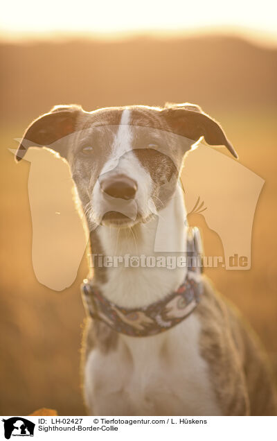 Whippet-Border-Collie / Sighthound-Border-Collie / LH-02427