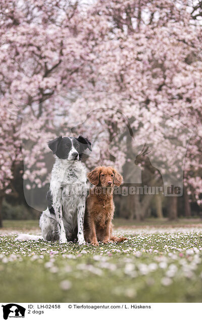 2 Hunde / 2 dogs / LH-02458