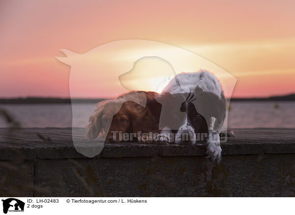 2 Hunde / 2 dogs / LH-02483