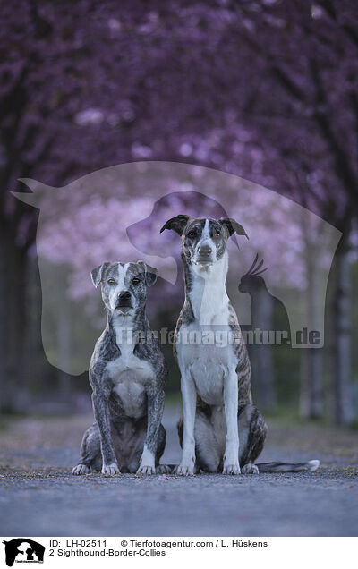 2 Whippet-Border-Collies / 2 Sighthound-Border-Collies / LH-02511