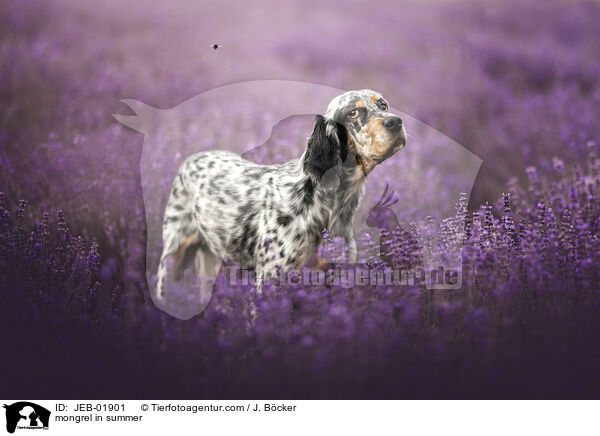 Mischling im Sommer / mongrel in summer / JEB-01901