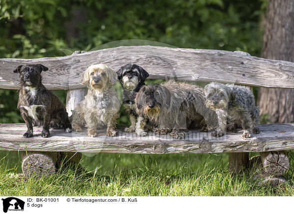 5 Hunde / 5 dogs / BK-01001