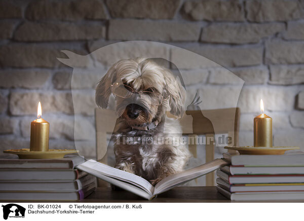 Dackel-Yorkshire-Terrier / Dachshund-Yorkshire-Terrier / BK-01024