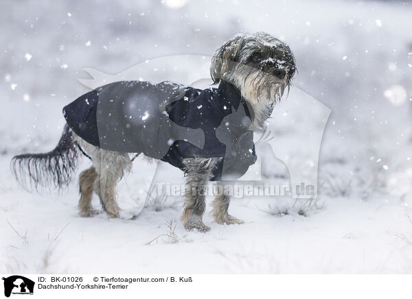 Dackel-Yorkshire-Terrier / Dachshund-Yorkshire-Terrier / BK-01026