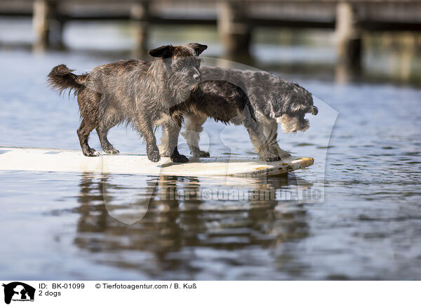 2 Hunde / 2 dogs / BK-01099