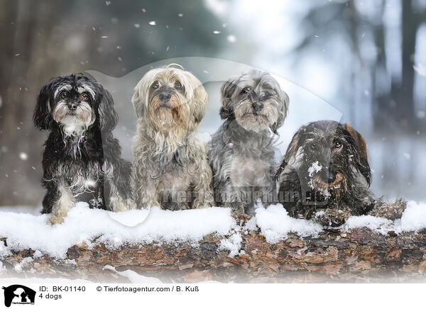 4 Hunde / 4 dogs / BK-01140