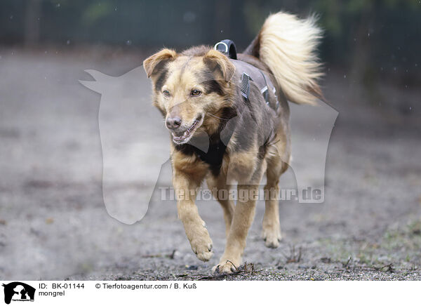 Mischling / mongrel / BK-01144