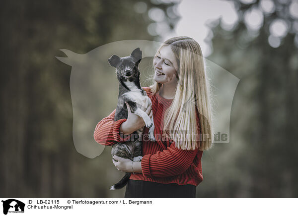 Chihuahua-Mischling / Chihuahua-Mongrel / LB-02115