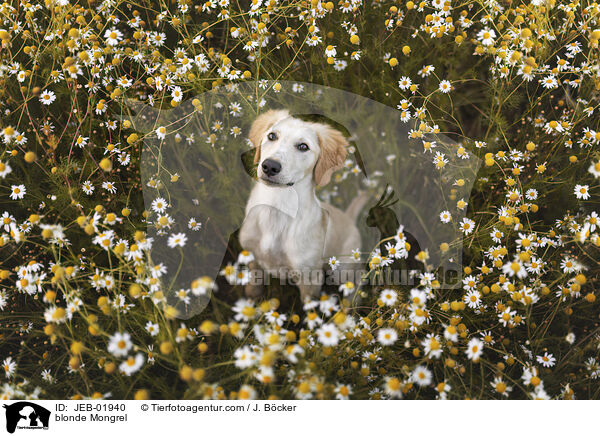 gelber Mischling / blonde Mongrel / JEB-01940