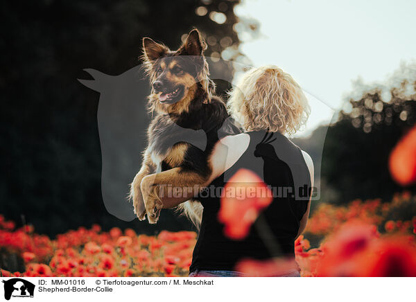 Schferhund-Border-Collie / Shepherd-Border-Collie / MM-01016
