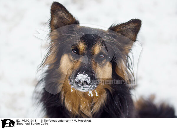 Schferhund-Border-Collie / Shepherd-Border-Collie / MM-01018