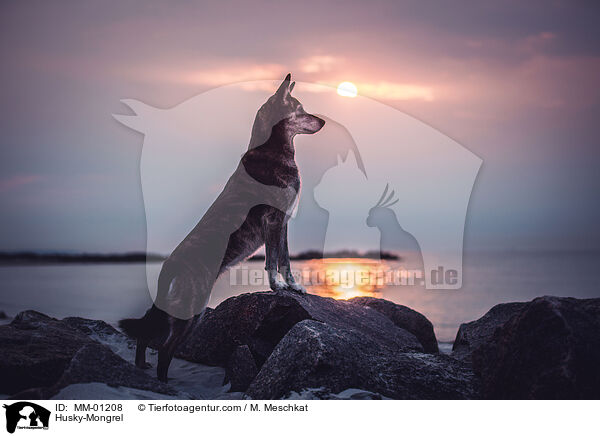 Husky-Mischling / Husky-Mongrel / MM-01208