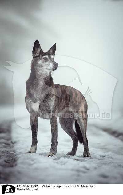 Husky-Mischling / Husky-Mongrel / MM-01232