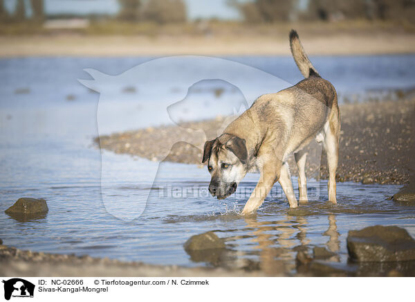 Sivas-Kangal-Mischling / Sivas-Kangal-Mongrel / NC-02666