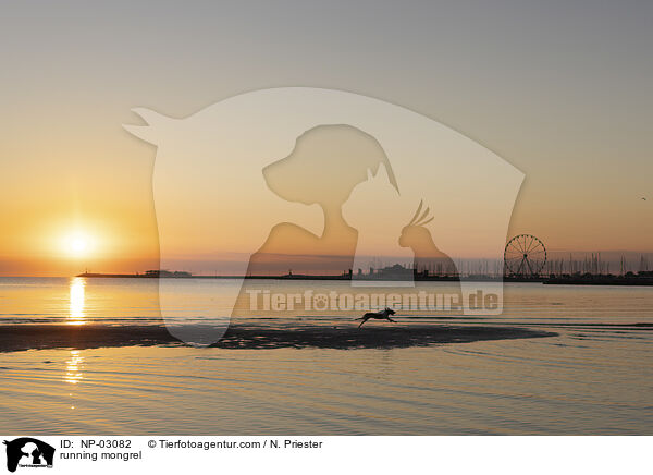 rennender Mischling / running mongrel / NP-03082
