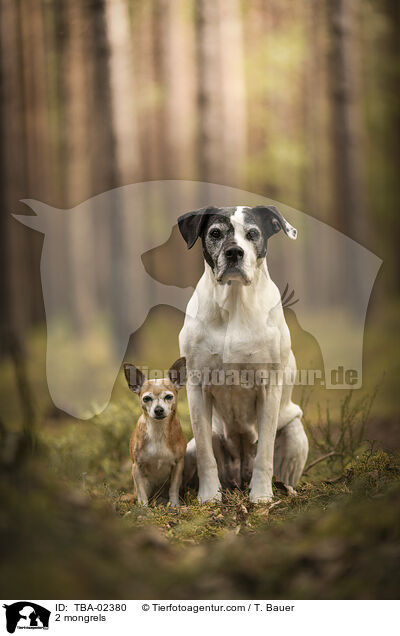 2 Mischlinge / 2 mongrels / TBA-02380