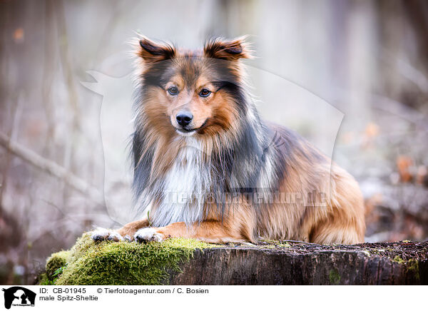Spitz-Sheltie Rde / male Spitz-Sheltie / CB-01945