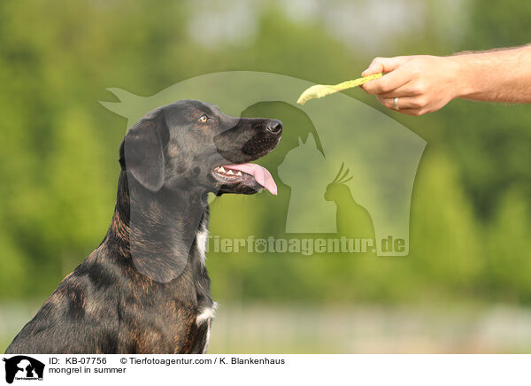 Mischling im Sommer / mongrel in summer / KB-07756