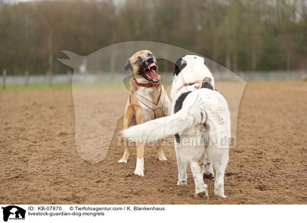 Herdenschutzhund-Mischlinge / livestock-guardian-dog-mongrels / KB-07870