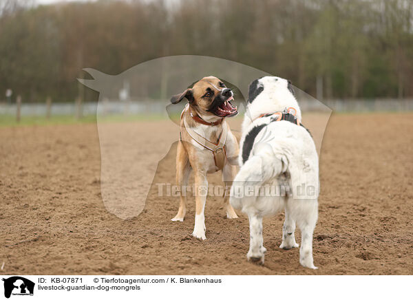 Herdenschutzhund-Mischlinge / livestock-guardian-dog-mongrels / KB-07871