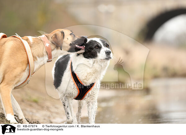 Herdenschutzhund-Mischlinge / livestock-guardian-dog-mongrels / KB-07874