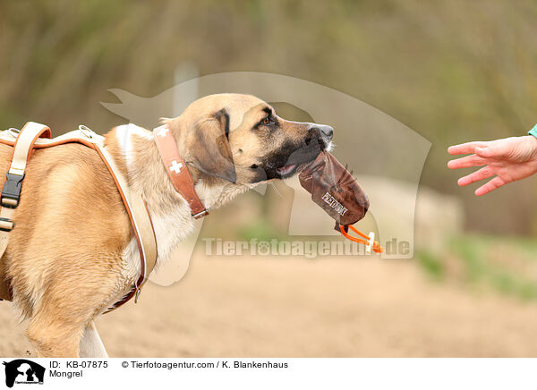 Mix / Mongrel / KB-07875
