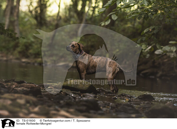 Rottweiler-Mischling Hndin / female Rottweiler-Mongrel / TS-01600
