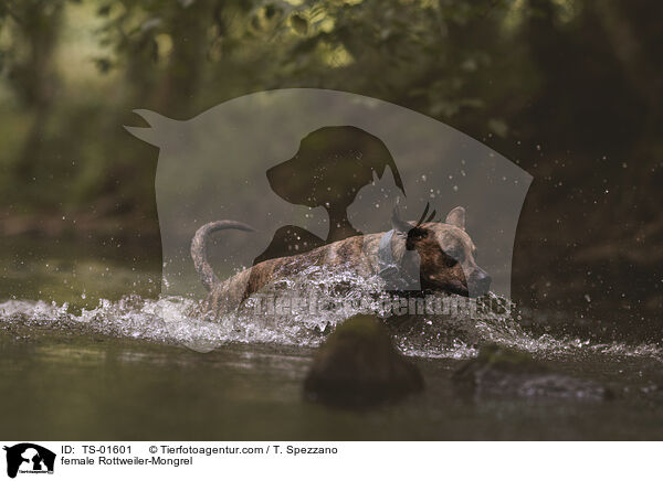 Rottweiler-Mischling Hndin / female Rottweiler-Mongrel / TS-01601