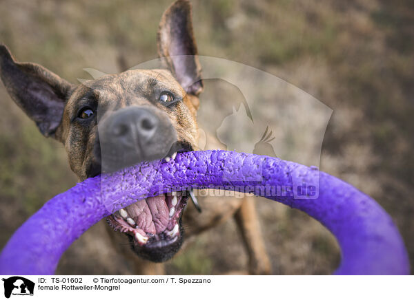 Rottweiler-Mischling Hndin / female Rottweiler-Mongrel / TS-01602