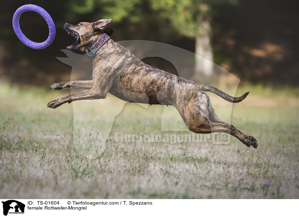 Rottweiler-Mischling Hndin / female Rottweiler-Mongrel / TS-01604