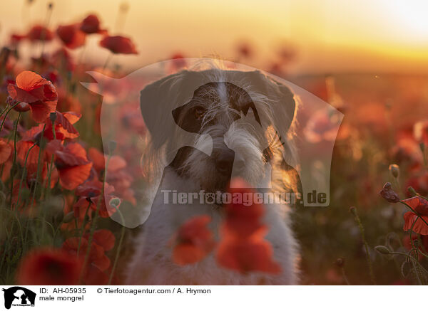 Mischling R�de / male mongrel / AH-05935