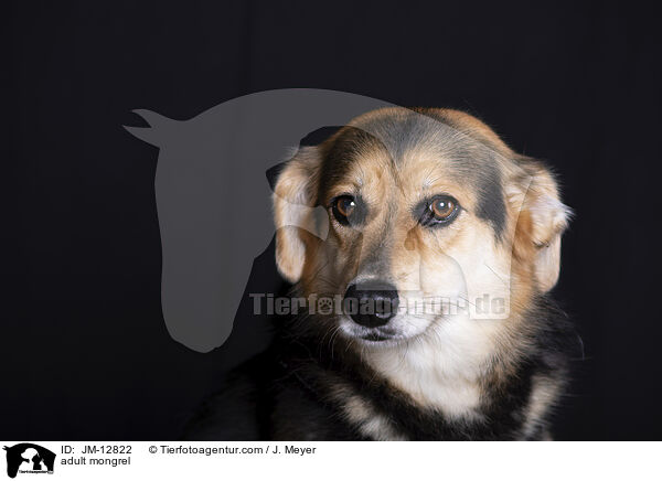ausgewachsener Mischling / adult mongrel / JM-12822