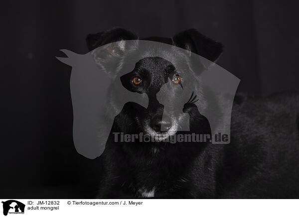 adult mongrel / JM-12832