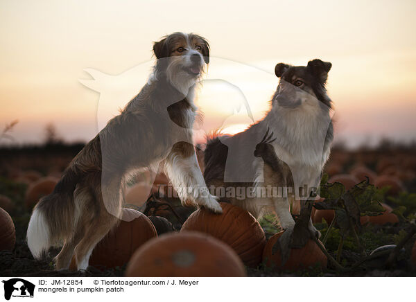 Mischlinge im Krbisfeld / mongrels in pumpkin patch / JM-12854