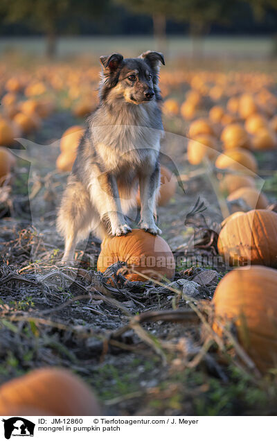 Mischling im Krbisfeld / mongrel in pumpkin patch / JM-12860