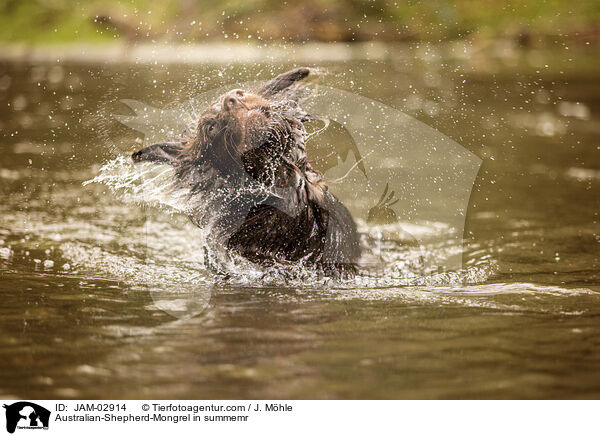 Australian-Shepherd-Mischling im Sommer / Australian-Shepherd-Mongrel in summemr / JAM-02914