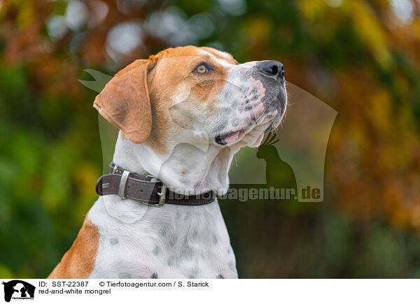 rot-weier Mischling / red-and-white mongrel / SST-22387