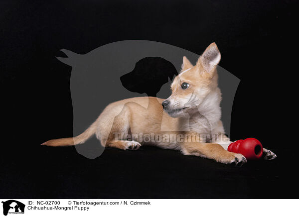 Chihuahua-Mischling Welpe / Chihuahua-Mongrel Puppy / NC-02700