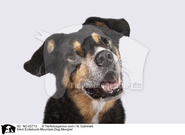 blinder Entlebucher-Sennenhund-Mischling / blind Entlebuch-Mountain-Dog-Mongrel / NC-02713