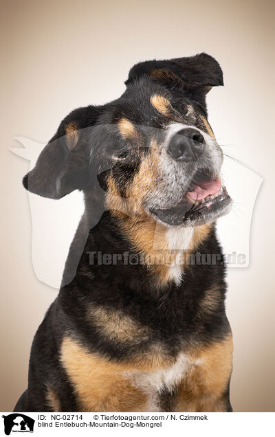 blinder Entlebucher-Sennenhund-Mischling / blind Entlebuch-Mountain-Dog-Mongrel / NC-02714