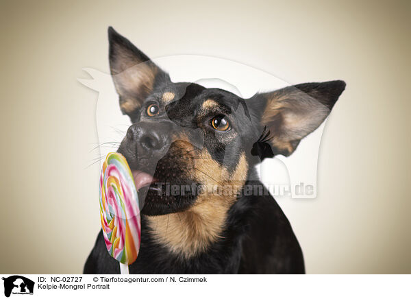 Kelpie-Mischling Portrait / Kelpie-Mongrel Portrait / NC-02727