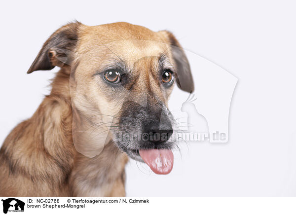 brauner Schferhund-Mischling / brown Shepherd-Mongrel / NC-02768