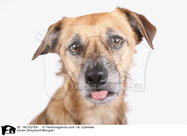 brauner Schferhund-Mischling / brown Shepherd-Mongrel / NC-02769