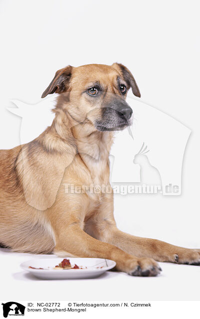 brauner Schferhund-Mischling / brown Shepherd-Mongrel / NC-02772