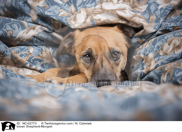 brauner Schferhund-Mischling / brown Shepherd-Mongrel / NC-02773